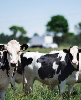 Technology - Big Data in Dairy