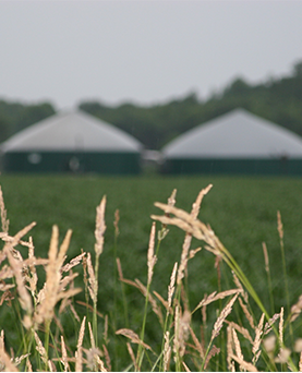 Biogas and dairy