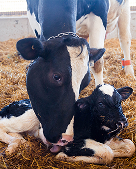 Should cows have extra protein in early lactation?