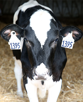 Give extra attention to calves’ breathing after a difficult birth
