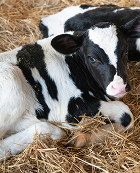 Premium pay for better dairy male calf management?