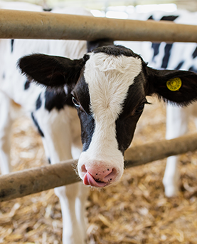 Zoonotic disease risks