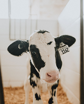 Colostrum  management:  Beyond day one