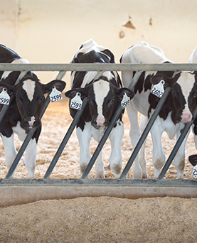 Socially raised calves grow into more resilient and productive cows