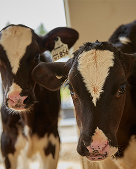 Back to basics calf care