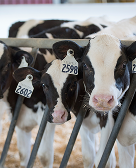 The calf market continues to offer opportunities to dairy farms