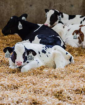 Cooling strategies  for calf  housing