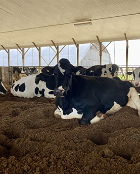 Breaking down compost bedded packs 