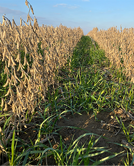 Living Lab – Ontario research forum: Cover Cropping Innovation