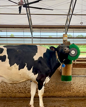 Brushing up on cow comfort