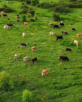 Canada’s plan for net-zero dairy genetics