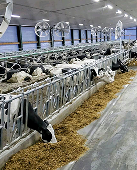 How Dunmatt Farm Improved Animal Care Lessons learned from Ontario dairy farmers