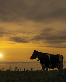 The generational impact of soil