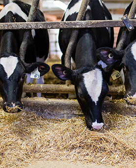 Commitment to  research and innovation: Advancing the industry through dairy microbiology