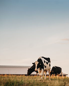 Healthy cows, sustainable farms - Why cow health is part of  dairy’s green future