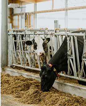 Precision  nutrition - Understanding the four diets  of the dairy cow