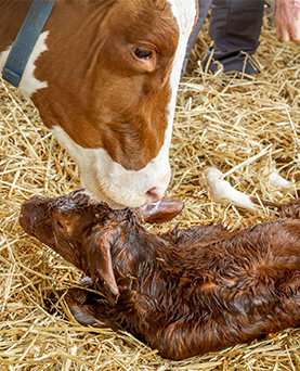 Managing for better calf immunity