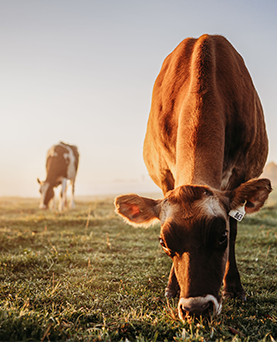 Heat  stress hangover - Strategies for recovering your herd