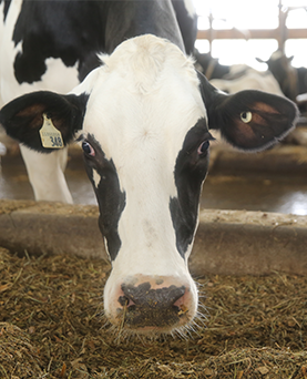 Why B vitamins are important for dairy cows