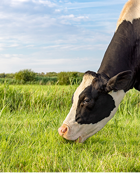 Alfalfa is greener on the neighbour's farm